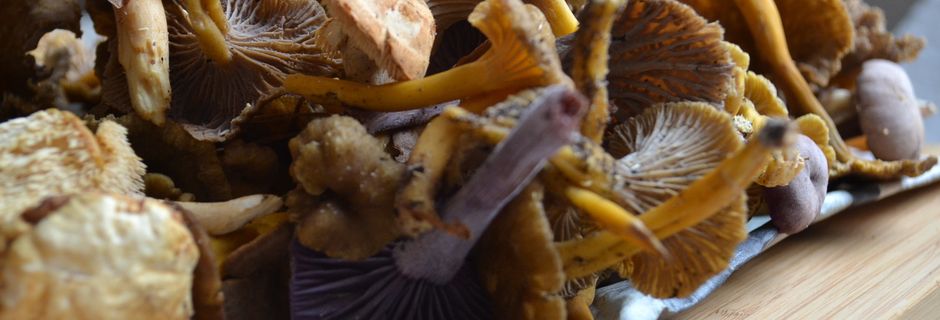 Tourte aux champignons des bois