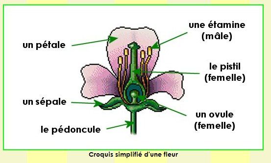 reproduction des vegétaux