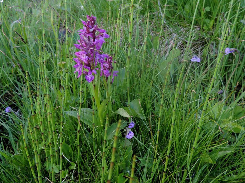 Primevère farineuse, violette des marais, rossolis à f. rondes, trèfle d'eau, orchis à odeur de sureau, orchis à larges feuilles