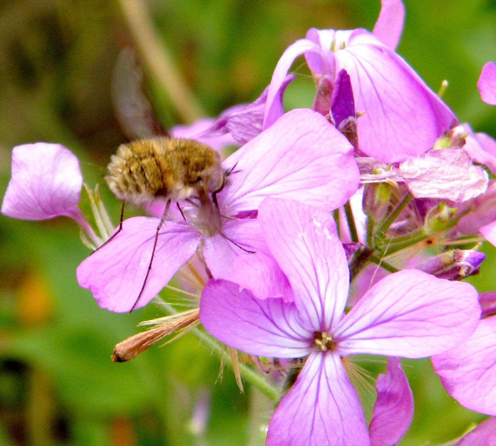 Fleurs de Monnaie du Pape - fréquentées par de nombreux butineurs - Ici un bombyle et une petite araignée cachée - 05.04.