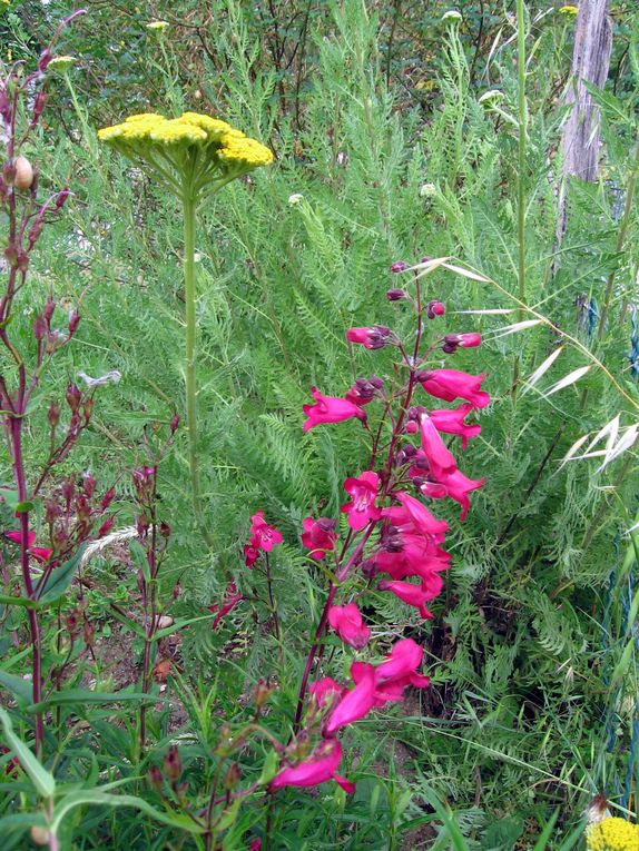 Les plantes et fleurs de mon jardin