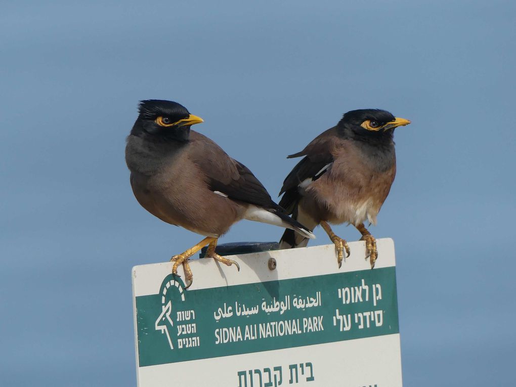 Jordanie, Israël, Grèce et Covid 19