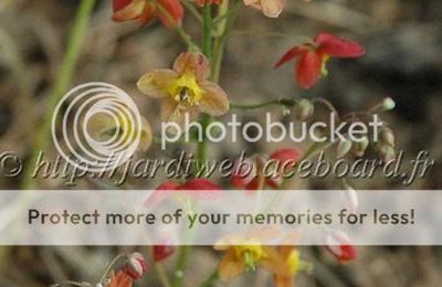 Epimedium x warleyense