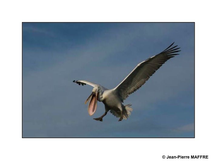 Le pélican frisé se reproduit dans les marais et les lacs peu profonds. C’est l’un des plus grands oiseaux du monde.