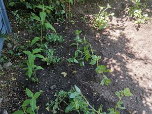 Topinambours, petits pois et fèves enfin en pleine terre...