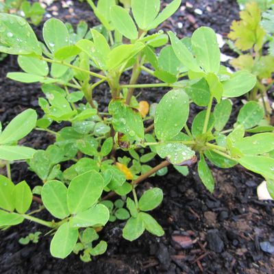 Une plantation originale : les cacahuètes !