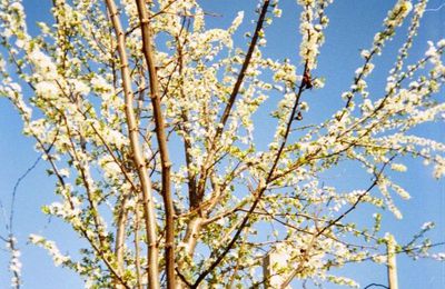 Un jour un poème : "Derniers jours de mars"