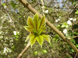 Promenade au creux du printemps