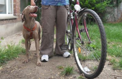 Faire du vélo avec son chien