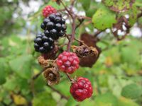 Confiture de mûre sauvage