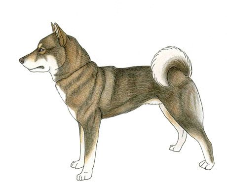 Shikoku ken ou shikoku inu