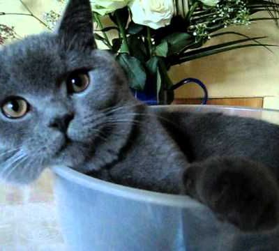 Un British Shorthair heureux dans un bol