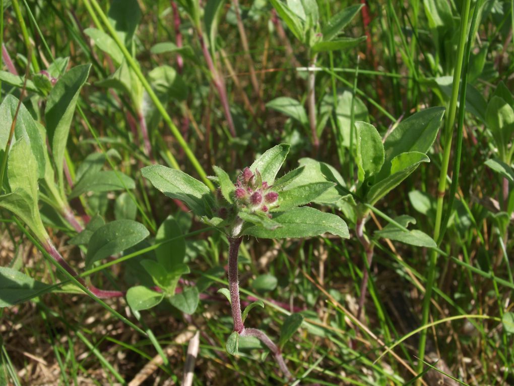 Album - Fleurs-de-mai-2013