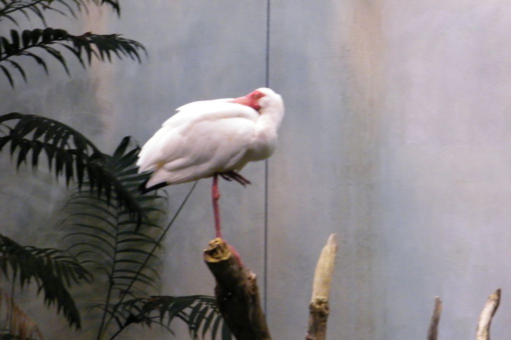 Journée pluvieuse passée au Biodôme de Montréal.
Nous y avons passé un moment fabuleux au milieu des animaux évoluant dans 4 éco-systèmes sous un même toit.