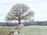 Froid et givre matinal à Madonne et Lamerey