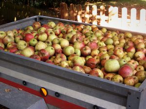Le secret du Jus de Pommes au moulin de Rainville 