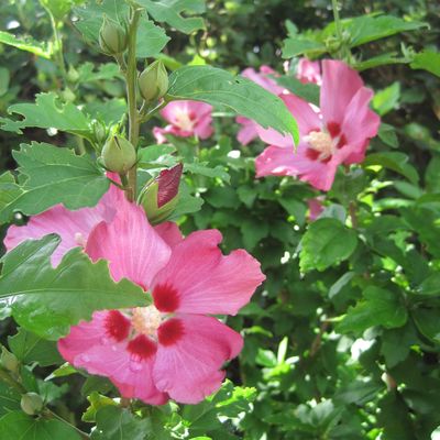 Les Heures oisives, Urabe Kenkô