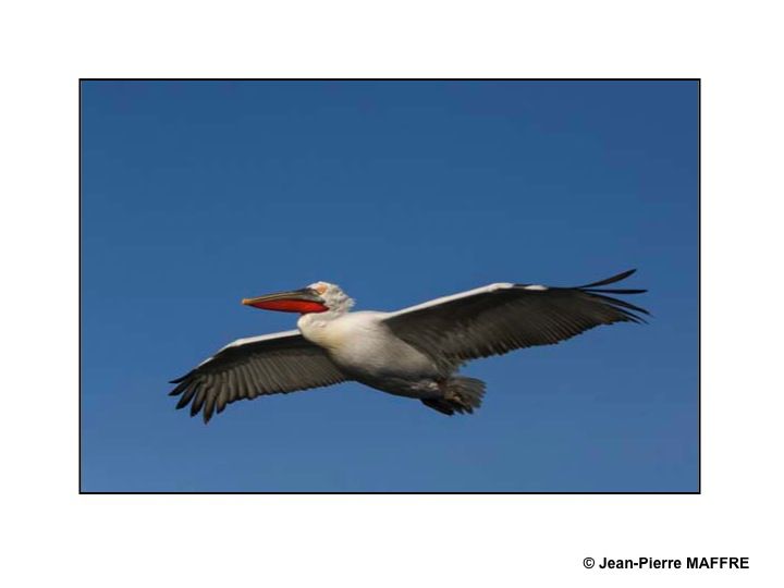 Le pélican frisé se reproduit dans les marais et les lacs peu profonds. C’est l’un des plus grands oiseaux du monde.