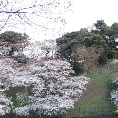 途中でまた色々な桜　Encore quelques cerisiers en fleurs sur le chemin