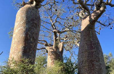 Tulear et ses baobabs
