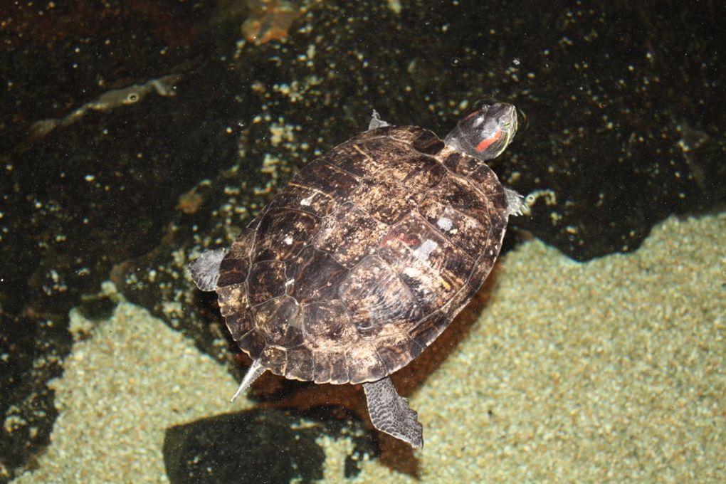 Photos de la visite de l'aquarium de Vannes et de la ville de Vannes, mercredi 17 mars 2010 après-midi.