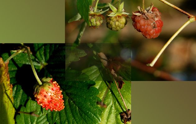 fruits du jour