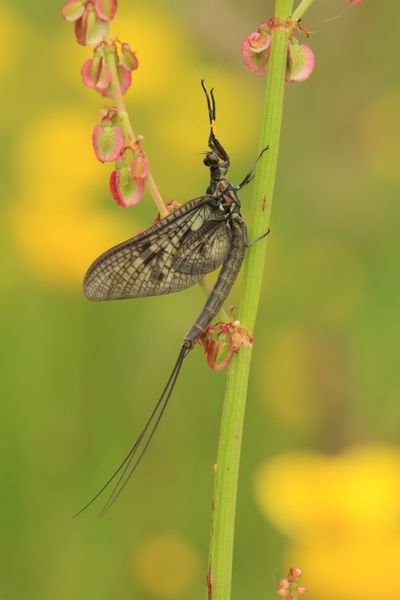 Mouche de mai