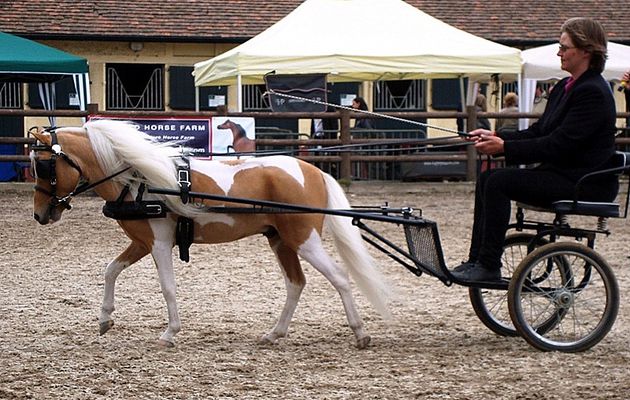 SOIXANTE CINQ MINI HORSES AU TOUQUET...