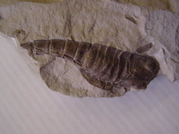 <p>Les Arthropodes sont de très beaux fossiles très recherchés par les amateurs. </p>
<p>Ils incluent les trilobites, crustacés, insectes, cirripèdes, et les ostracodes.</p>
<p>Voici quelques pièces sélectionnées de ma collection privée.</p>
<p>Bon amusement !</p>
<p>Phil "Fossil"</p>
<p> </p>