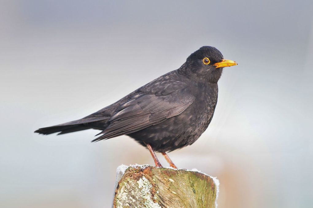 Corvidés et étourneaux sansonnets, mésange charbonnière, rougegorge familier, merle noir, tourterelle turque.