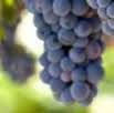 #Petite Syrah Producers South Coast California Vineyards 