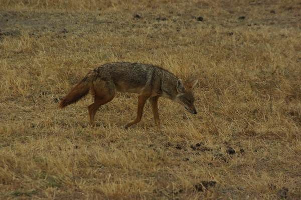 Quelques animaux rencontrés dans les parcs lors de notre voyage de noces.
K = Kenya
T = Tanzanie