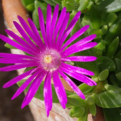 458 - Encore des Aizoaceae en fleurs en aout et septembre