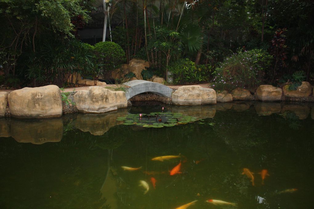 Quelques photos du parc de la résidence (la jungle).