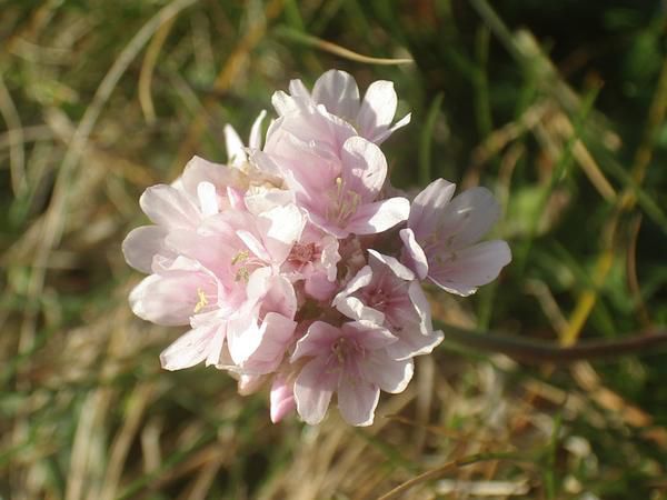 <p><strong>Voici quelques photos sur la flore que j'ai pu photographier en Bretagne...</strong></p>
<p>Cet album est mis &agrave; jour r&eacute;guli&egrave;rement alors n'h&eacute;sitez plus &agrave; revenir...</p>
<p>&nbsp;Les noms des plantes ou des fleurs ne sont pas toujours faciles &agrave; trouver. Alors, si vous les connaissez, ou si vous avez des liens interessants sur la question, n'h&eacute;sitez pas &agrave; me laisser un commentaire. Je n'ai d'ailleurs pas h&eacute;sit&eacute; &agr