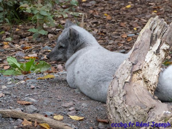 Parc animalier de Sainte-Croix, escapade en Moselle (Camping-car-club-Beauce-Gâtinais)