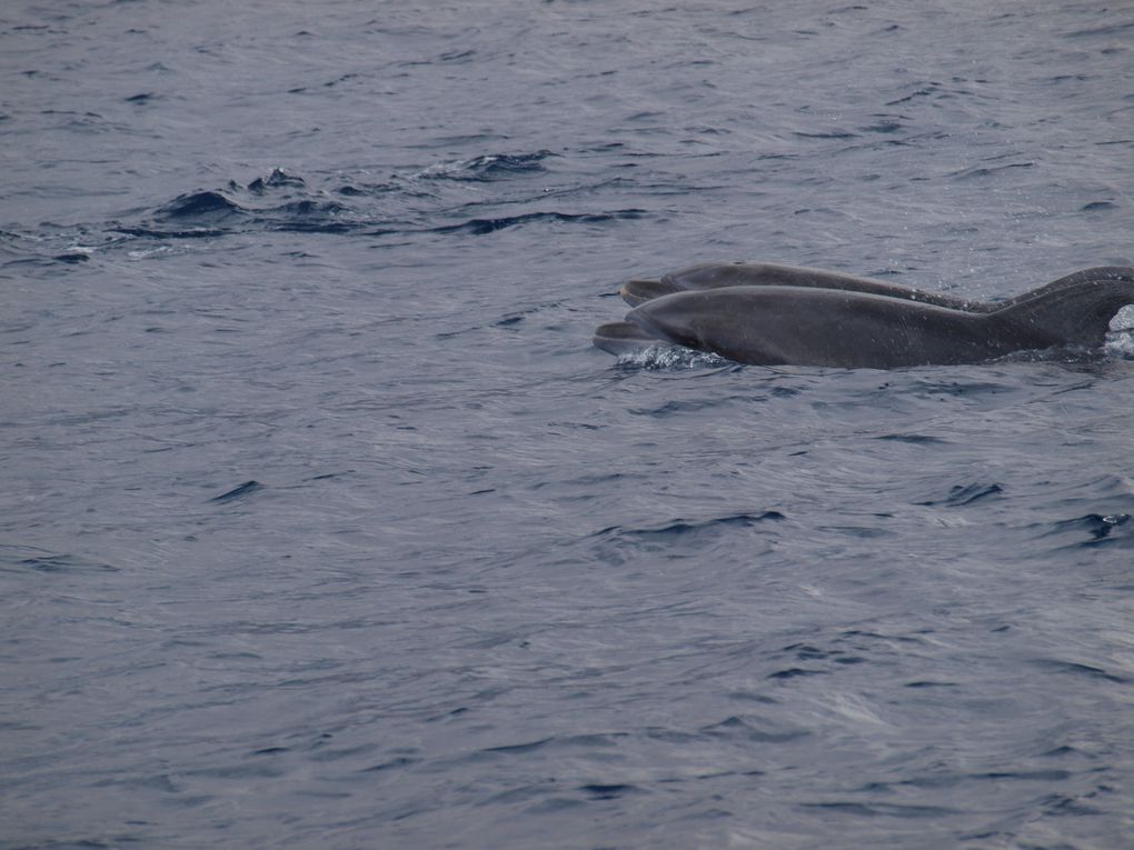 Grands dauphins 
Population residente,
Tenerife, Iles Canaries
Espagne