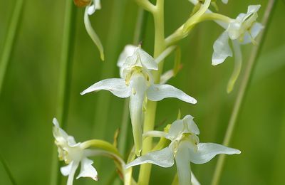 Orchidée sauvage blanche