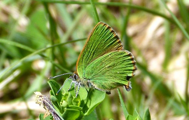 L’Argus vert, Callophrys rubi