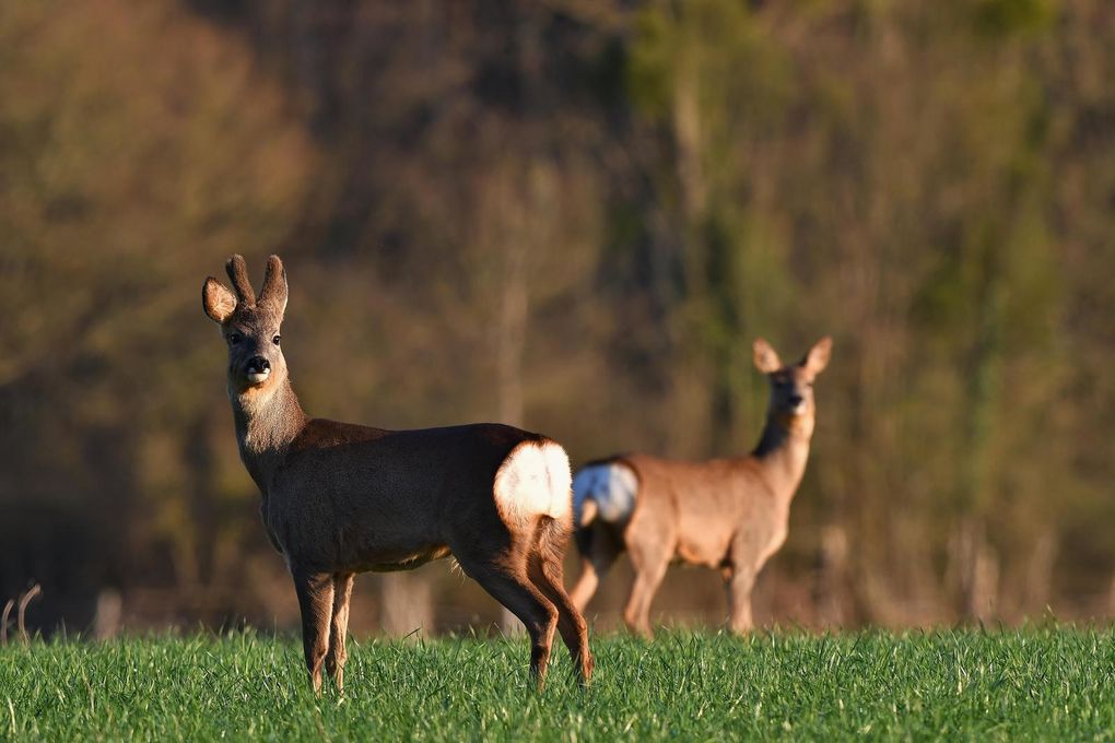 Jeune brocard et chevrette (chevreuil européen).