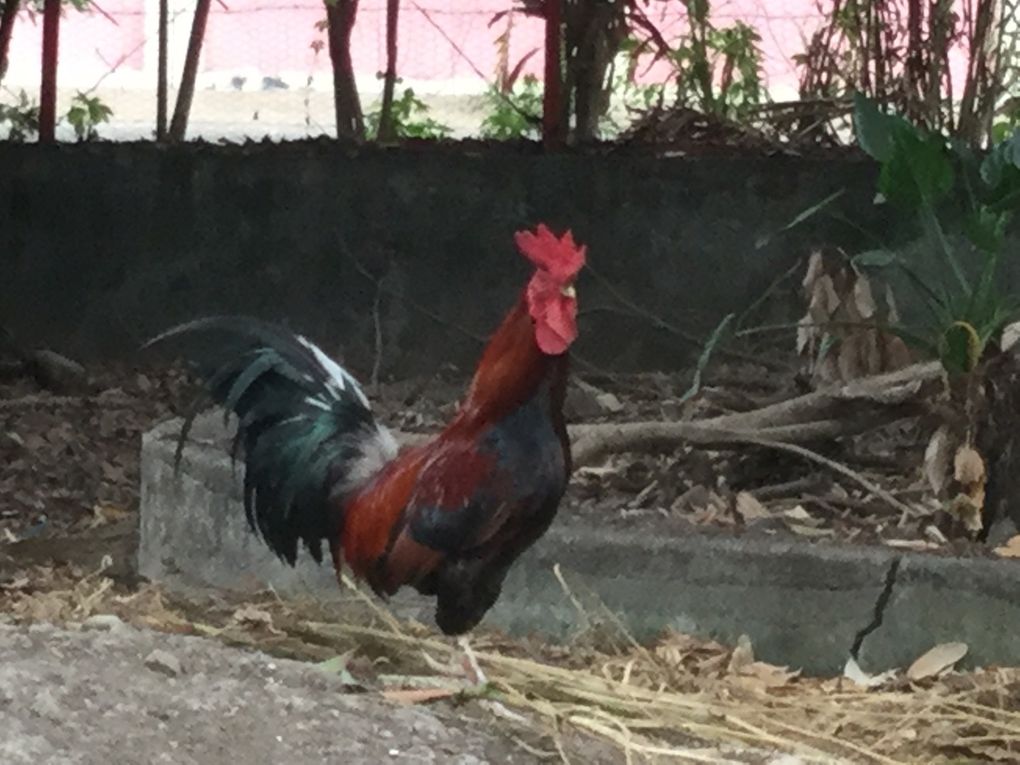 Bol renverse à ma façon : pour fêter le nouvel an Chinois et entrer dans l'année du coq avec la Tendresse en cuisine et le blog de Cata