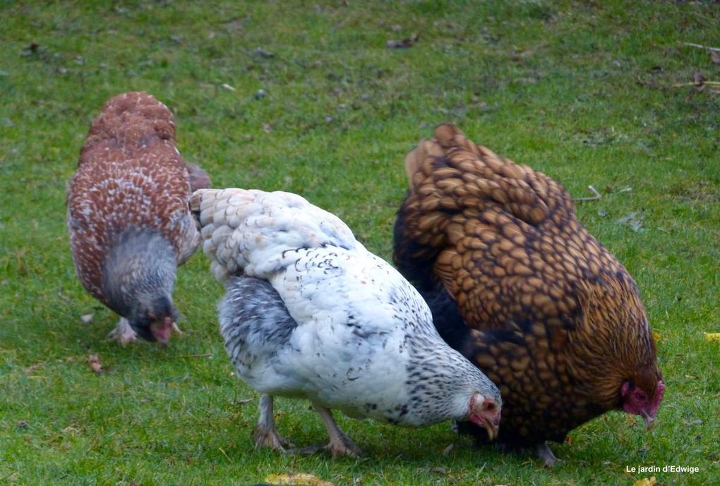 Toujours est-il qu'on est le 14 décembre et qu'elle s'occupe toujours de ses  deux grands poussins  de 5 mois ! Chose qu'elle n'a jamais fait auparavantt  avec ses autres couvées... 