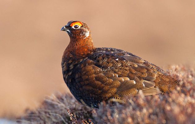 Le Lagopède d'Ecosse ou Grouse 