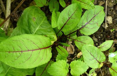 Oseille rouge - rumex actosa