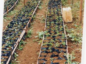 la plantation expérimentale de palmiers à huile et la pépinière