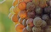#Moscato Producers Oregon Vineyards