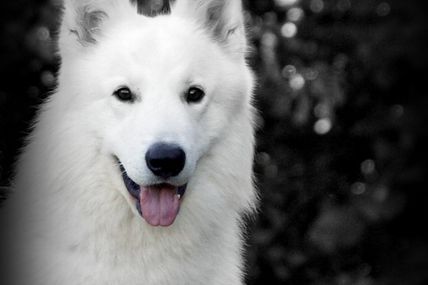 LORD OF WORLD  berger blanc suisse