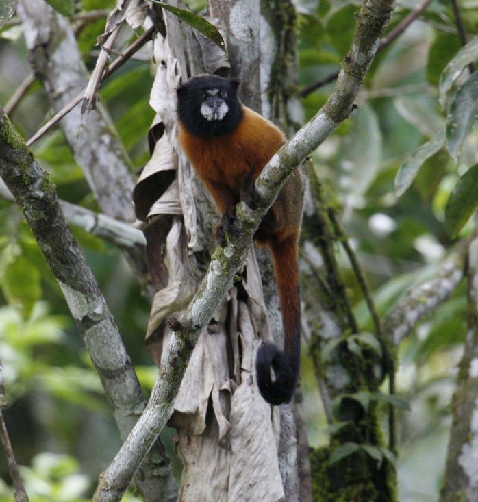 Album - Amazonie Napo Wildlife Center