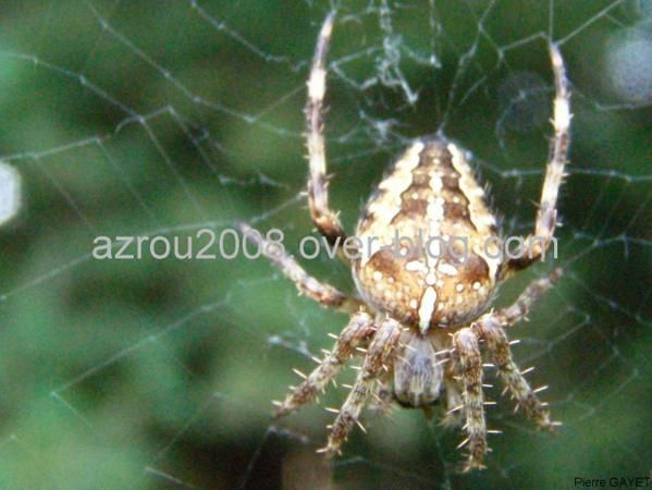 photos prises aux alentours du village de Chemilly, dans l'Allier (03), ainsi que dans la Nièvre (58) et le Puy-de-Dôme (63). Vous y trouverez principalement des photos d'insectes et de fleurs.