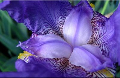 Iris de mon jardin - 2006